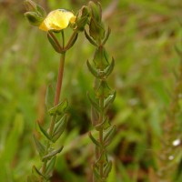 Hypericum japonicum Thunb.